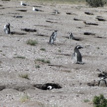 Magellanic Penguin colony at Cabo Dos Bahias